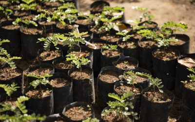 Viveiro de mudas da Cagece na Serra da Ibiapaba recebe selo verde do Instituto Chico Mendes